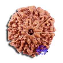 Load image into Gallery viewer, 9 Mukhi Rudraksha from Indonesia - Bead No. 12
