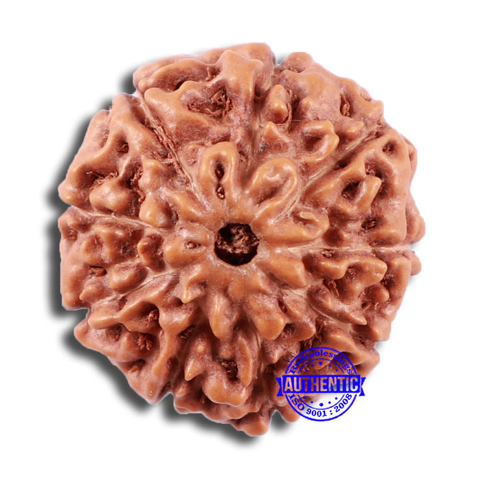 9 Mukhi Rudraksha from Indonesia - Bead No. 12