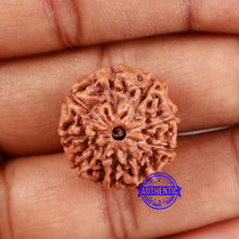 Load image into Gallery viewer, 9 Mukhi Rudraksha from Indonesia - Bead No. 12
