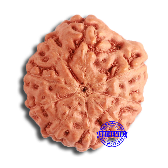 9 Mukhi Rudraksha from Indonesia - Bead No. 133