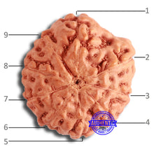 Load image into Gallery viewer, 9 Mukhi Rudraksha from Indonesia - Bead No. 133
