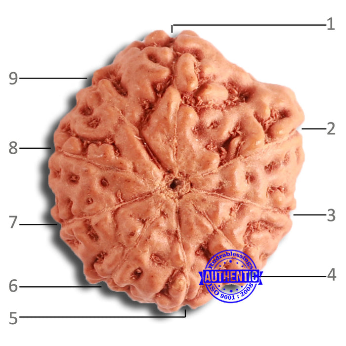 9 Mukhi Rudraksha from Indonesia - Bead No. 133