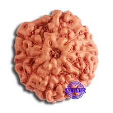 Load image into Gallery viewer, 9 Mukhi Rudraksha from Indonesia - Bead No. 133
