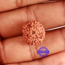 Load image into Gallery viewer, 9 Mukhi Rudraksha from Indonesia - Bead No. 133
