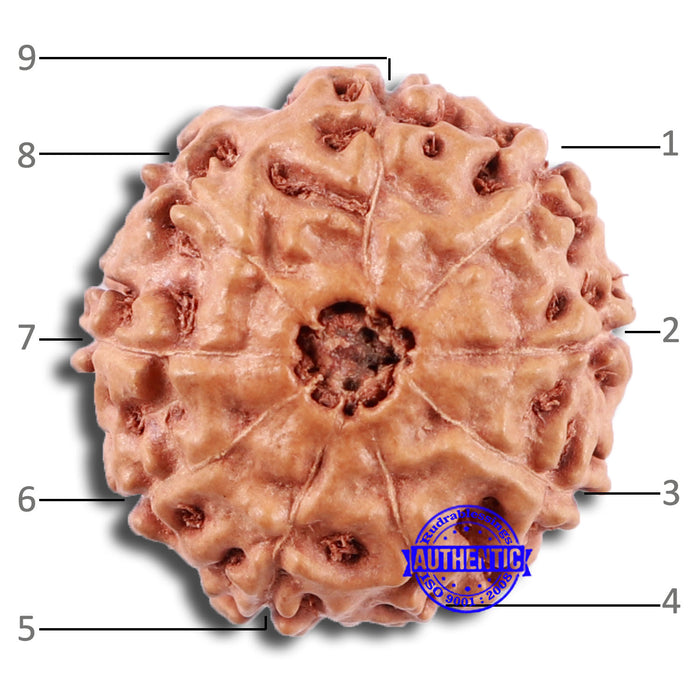 9 Mukhi Rudraksha from Indonesia - Bead No. 13