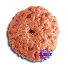 Load image into Gallery viewer, 9 Mukhi Rudraksha from Indonesia - Bead No. 142
