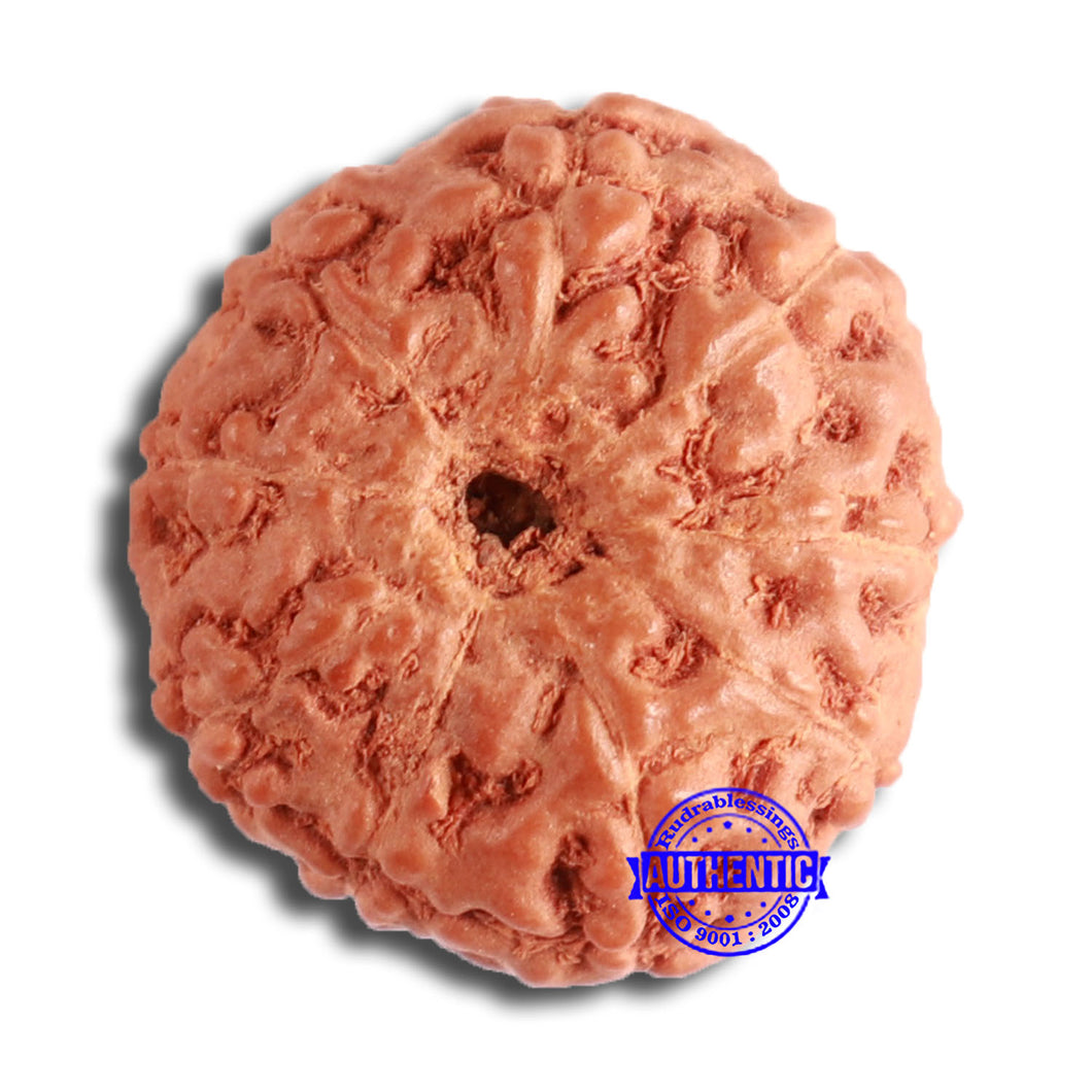 9 Mukhi Rudraksha from Indonesia - Bead No. 142