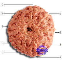 Load image into Gallery viewer, 9 Mukhi Rudraksha from Indonesia - Bead No. 142
