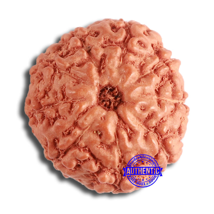 9 Mukhi Rudraksha from Indonesia - Bead No. 142