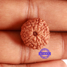 Load image into Gallery viewer, 9 Mukhi Rudraksha from Indonesia - Bead No. 142
