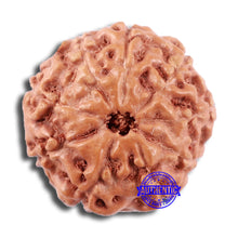 Load image into Gallery viewer, 9 Mukhi Rudraksha from Indonesia - Bead No. 14
