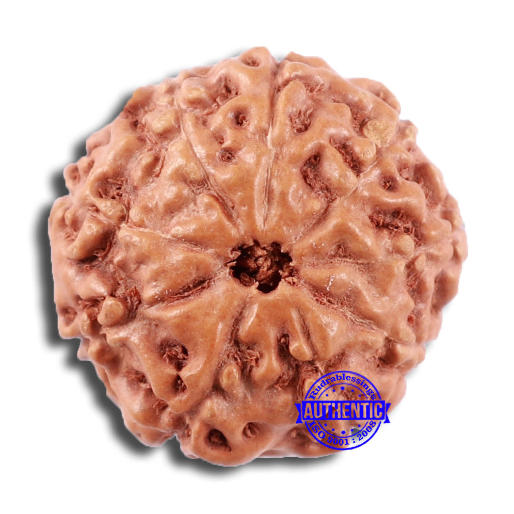 9 Mukhi Rudraksha from Indonesia - Bead No. 14