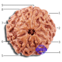 Load image into Gallery viewer, 9 Mukhi Rudraksha from Indonesia - Bead No. 14
