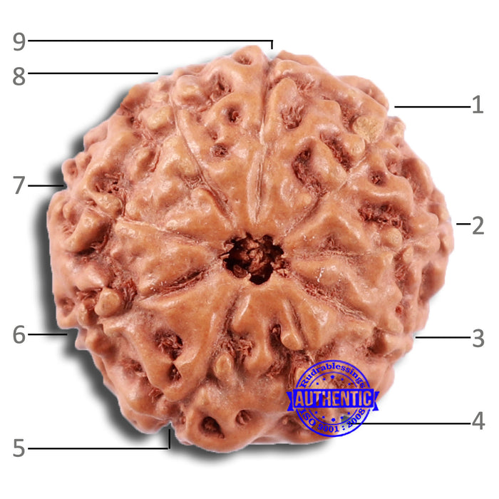 9 Mukhi Rudraksha from Indonesia - Bead No. 14
