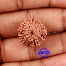 Load image into Gallery viewer, 9 Mukhi Rudraksha from Indonesia - Bead No. 14
