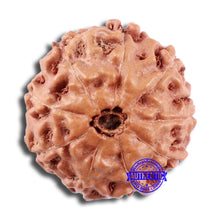 Load image into Gallery viewer, 9 Mukhi Rudraksha from Indonesia - Bead No. 16
