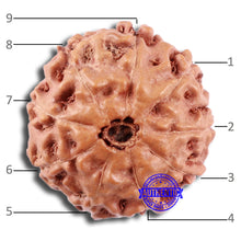 Load image into Gallery viewer, 9 Mukhi Rudraksha from Indonesia - Bead No. 16
