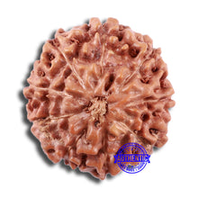 Load image into Gallery viewer, 9 Mukhi Rudraksha from Indonesia - Bead No. 16
