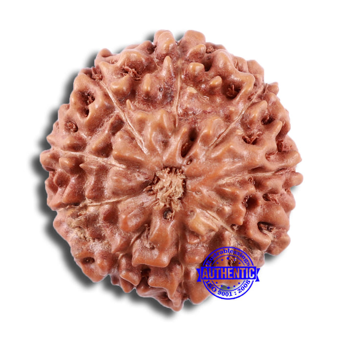 9 Mukhi Rudraksha from Indonesia - Bead No. 16
