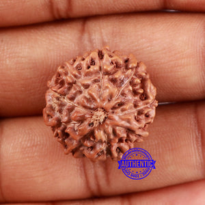 9 Mukhi Rudraksha from Indonesia - Bead No. 16
