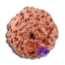 Load image into Gallery viewer, 9 Mukhi Rudraksha from Indonesia - Bead No. 17
