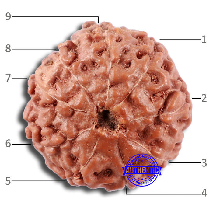 9 Mukhi Rudraksha from Indonesia - Bead No. 17
