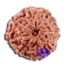Load image into Gallery viewer, 9 Mukhi Rudraksha from Indonesia - Bead No. 17
