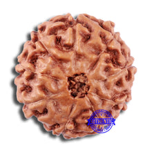 Load image into Gallery viewer, 9 Mukhi Rudraksha from Indonesia - Bead No. 18
