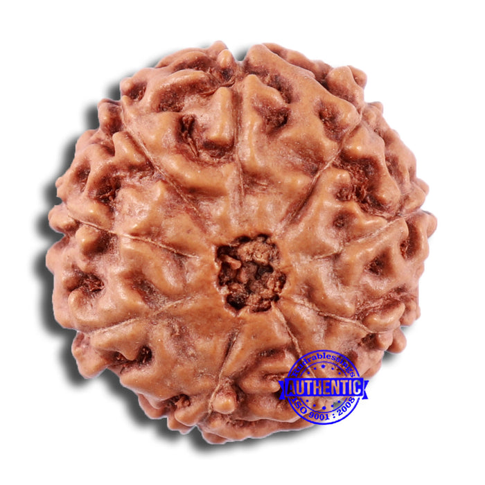 9 Mukhi Rudraksha from Indonesia - Bead No. 18