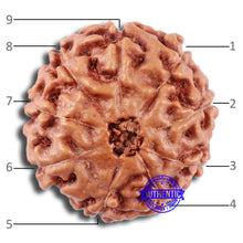 Load image into Gallery viewer, 9 Mukhi Rudraksha from Indonesia - Bead No. 18

