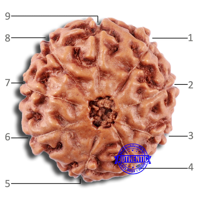 9 Mukhi Rudraksha from Indonesia - Bead No. 18