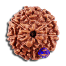 Load image into Gallery viewer, 9 Mukhi Rudraksha from Indonesia - Bead No. 18
