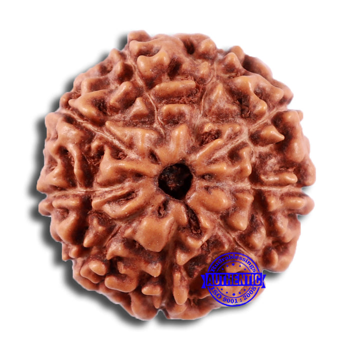 9 Mukhi Rudraksha from Indonesia - Bead No. 18