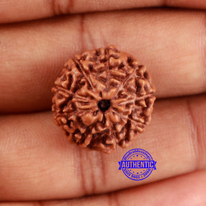 9 Mukhi Rudraksha from Indonesia - Bead No. 18