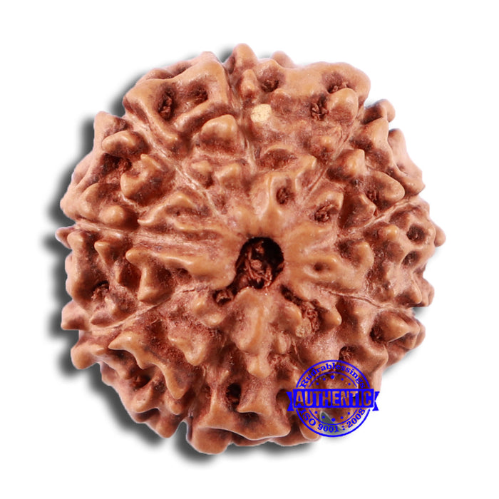 9 Mukhi Rudraksha from Indonesia - Bead No. 19