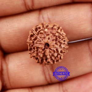 9 Mukhi Rudraksha from Indonesia - Bead No. 19