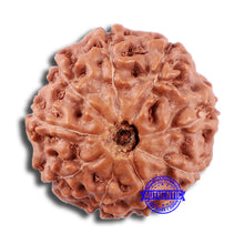 Load image into Gallery viewer, 9 Mukhi Rudraksha from Indonesia - Bead No. 1
