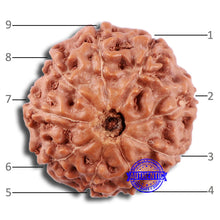 Load image into Gallery viewer, 9 Mukhi Rudraksha from Indonesia - Bead No. 1
