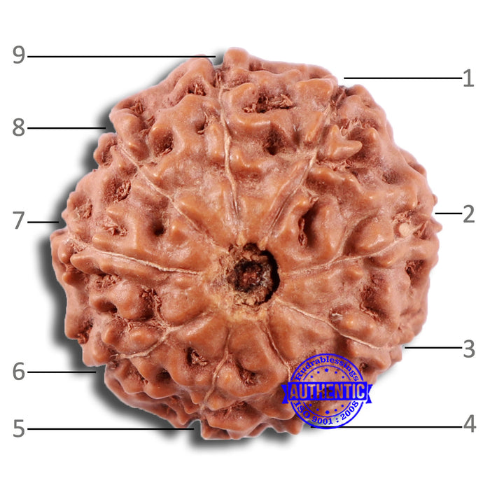 9 Mukhi Rudraksha from Indonesia - Bead No. 1