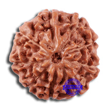Load image into Gallery viewer, 9 Mukhi Rudraksha from Indonesia - Bead No. 1
