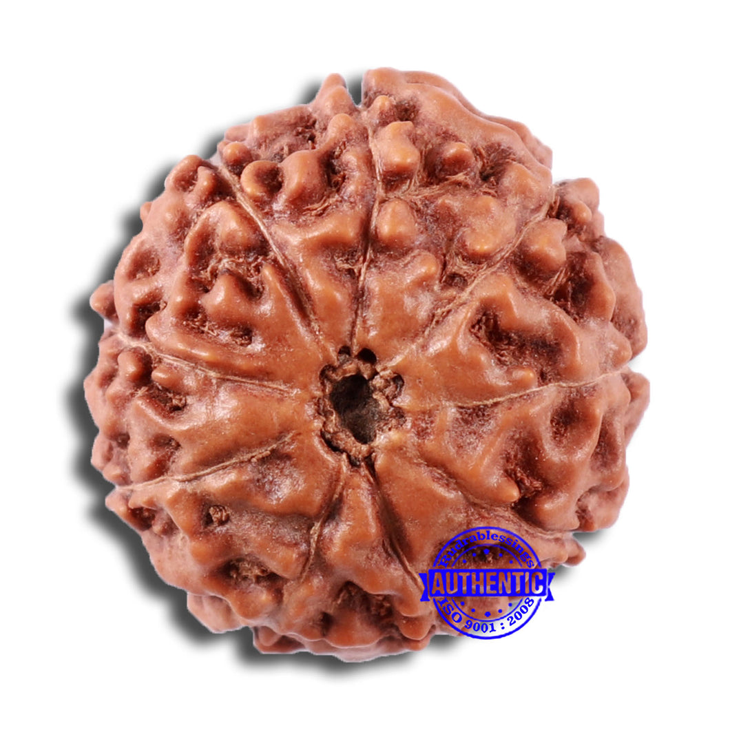 9 Mukhi Rudraksha from Indonesia - Bead No. 20