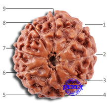 Load image into Gallery viewer, 9 Mukhi Rudraksha from Indonesia - Bead No. 20
