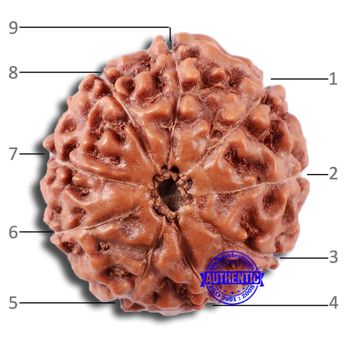 9 Mukhi Rudraksha from Indonesia - Bead No. 20