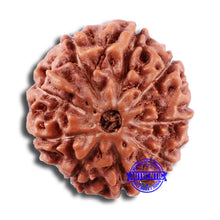Load image into Gallery viewer, 9 Mukhi Rudraksha from Indonesia - Bead No. 20
