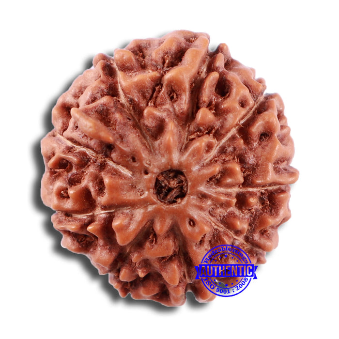9 Mukhi Rudraksha from Indonesia - Bead No. 20