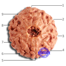 Load image into Gallery viewer, 9 Mukhi Rudraksha from Indonesia - Bead No. 211

