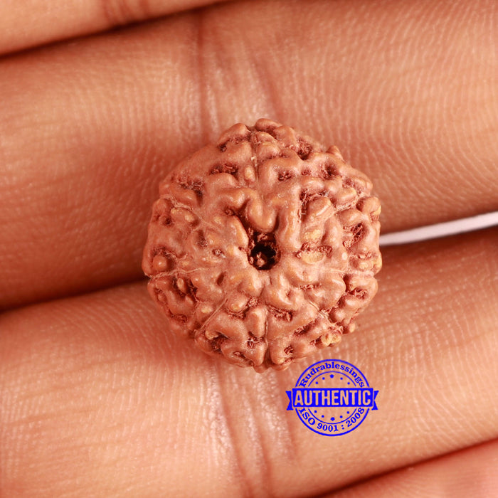 9 Mukhi Rudraksha from Indonesia - Bead No. 211