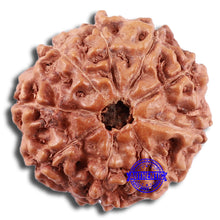 Load image into Gallery viewer, 9 Mukhi Rudraksha from Indonesia - Bead No. 219

