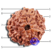 Load image into Gallery viewer, 9 Mukhi Rudraksha from Indonesia - Bead No. 219

