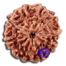 Load image into Gallery viewer, 9 Mukhi Rudraksha from Indonesia - Bead No. 219
